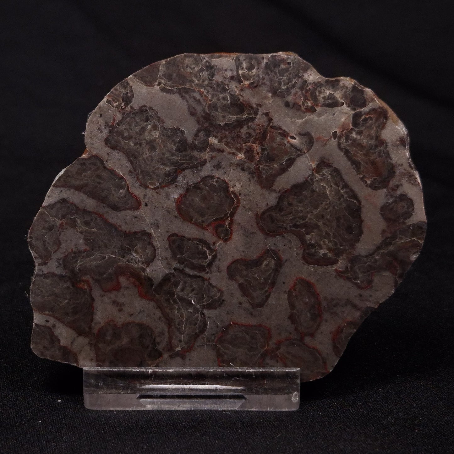 INZERIA INTIA STROMATOLITE, Proterozoic, Australia ZII016