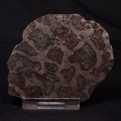INZERIA INTIA STROMATOLITE, Proterozoic, Australia ZII016