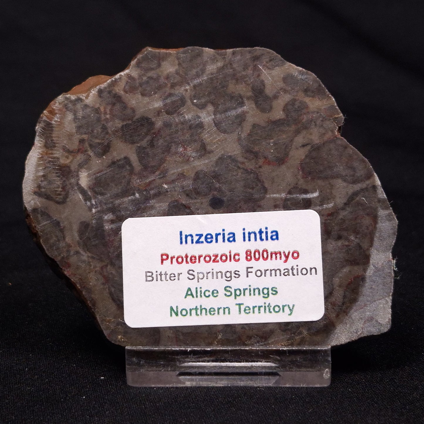 INZERIA INTIA STROMATOLITE, Proterozoic, Australia ZII016