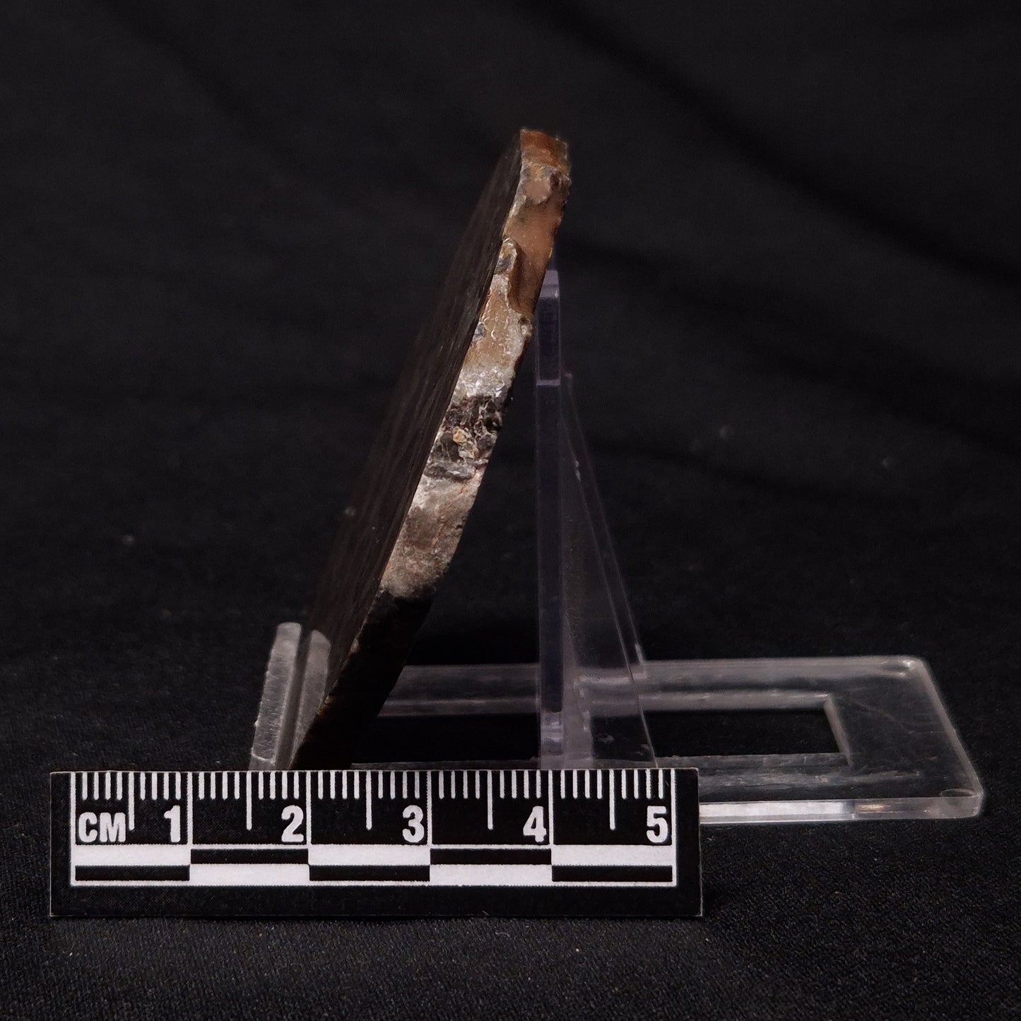 INZERIA INTIA STROMATOLITE, Proterozoic, Australia ZII016