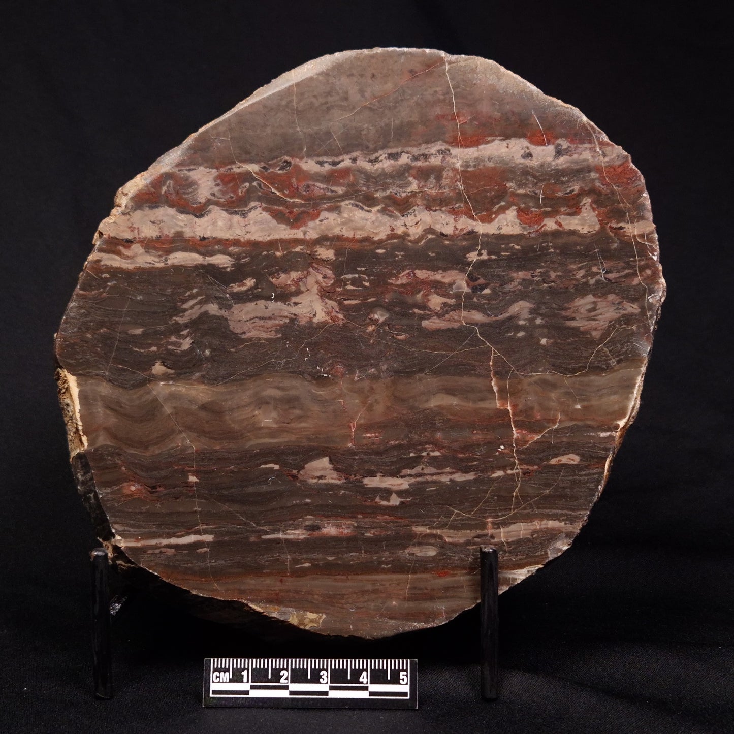 LINELLA AVIS STROMATOLITE, Proterozoic, Australia ZLA024
