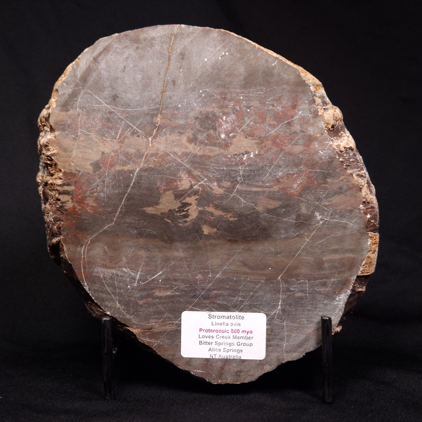 LINELLA AVIS STROMATOLITE, Proterozoic, Australia ZLA024