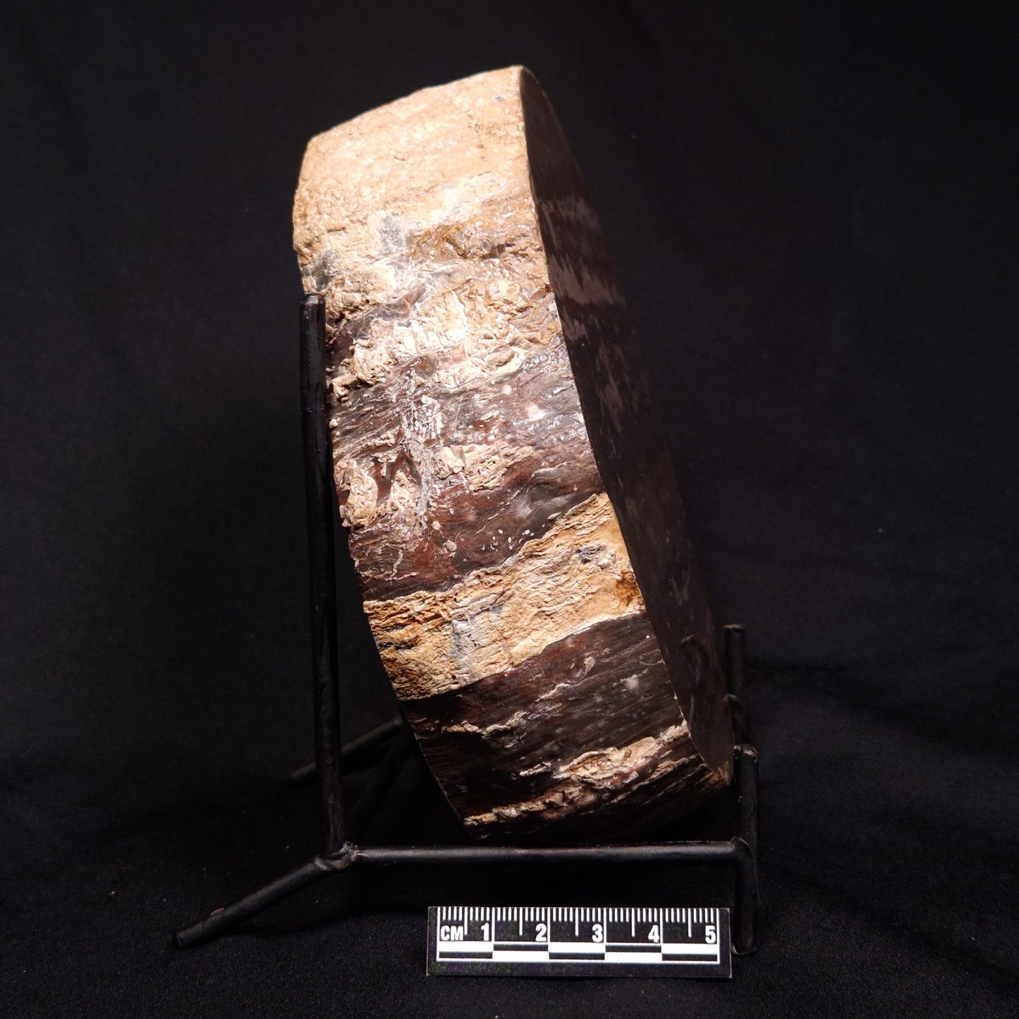 LINELLA AVIS STROMATOLITE, Proterozoic, Australia ZLA024