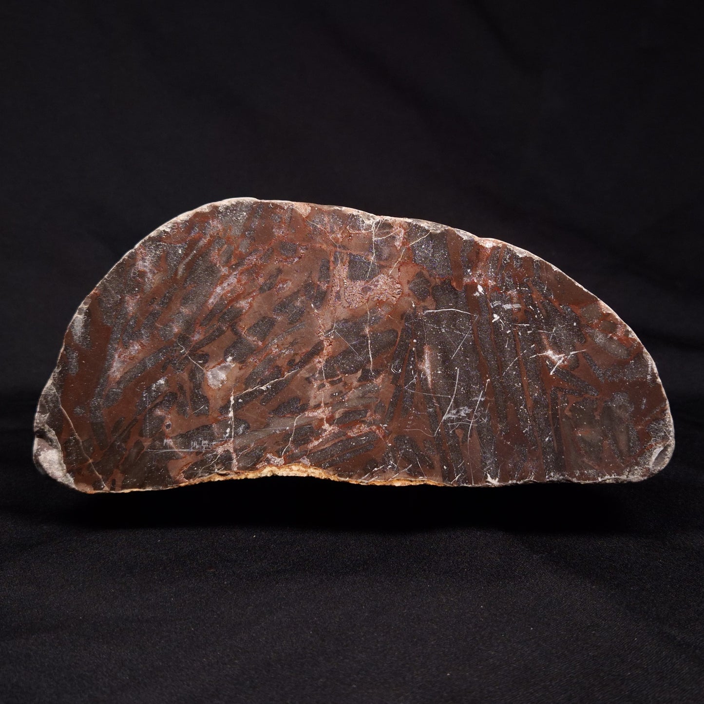 LINELLA AVIS STROMATOLITE, Proterozoic, Australia ZLA025