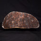 LINELLA AVIS STROMATOLITE, Proterozoic, Australia ZLA025