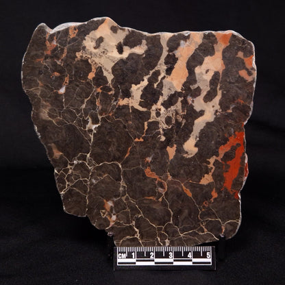 LINELLA AVIS STROMATOLITE, Proterozoic, Australia ZLA027