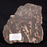 LINELLA AVIS STROMATOLITE, Proterozoic, Australia ZLA028