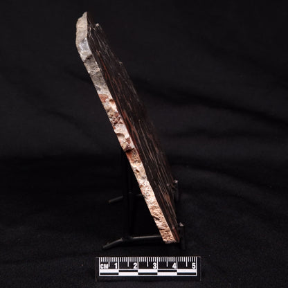 LINELLA AVIS STROMATOLITE, Proterozoic, Australia ZLA028