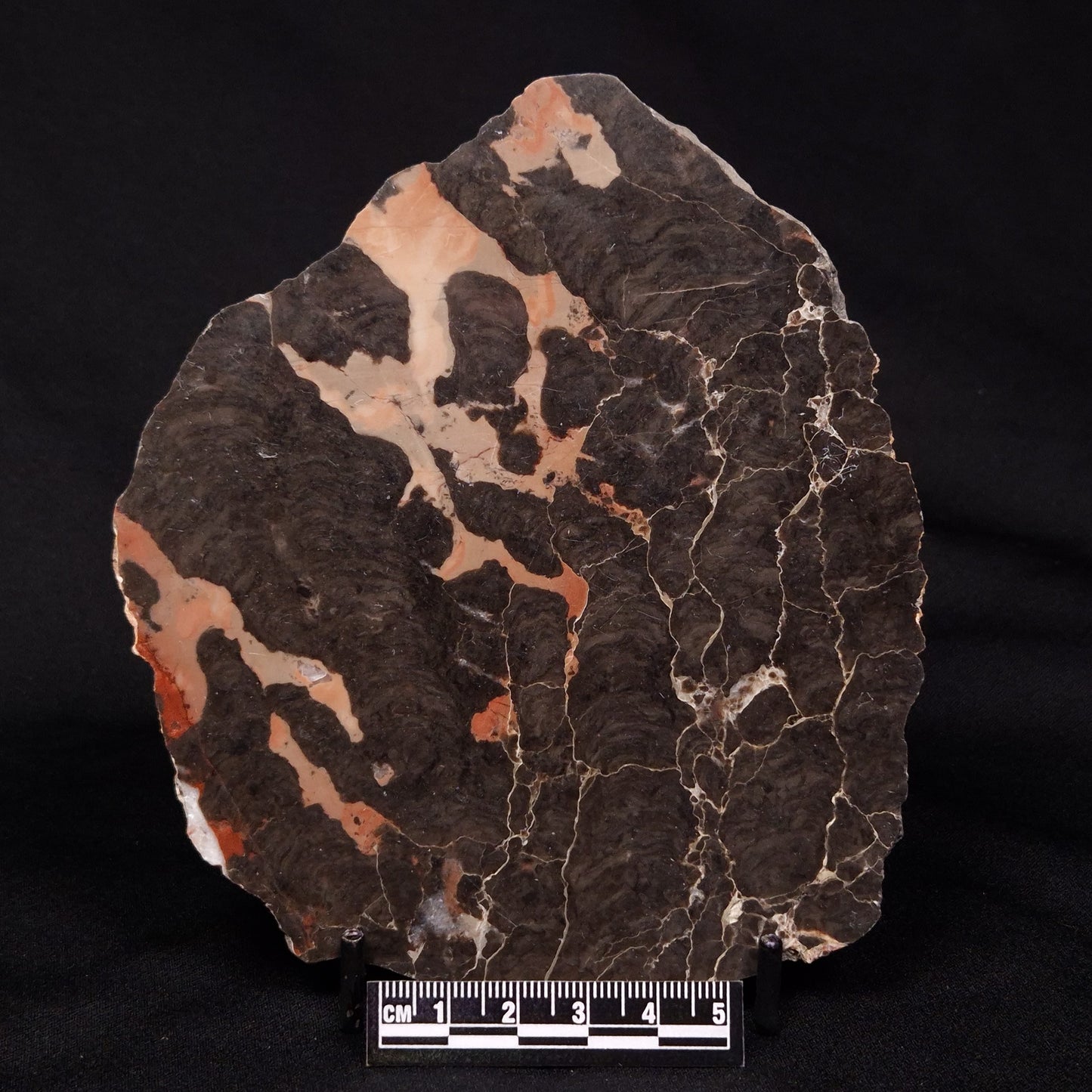 LINELLA AVIS STROMATOLITE, Proterozoic, Australia ZLA029