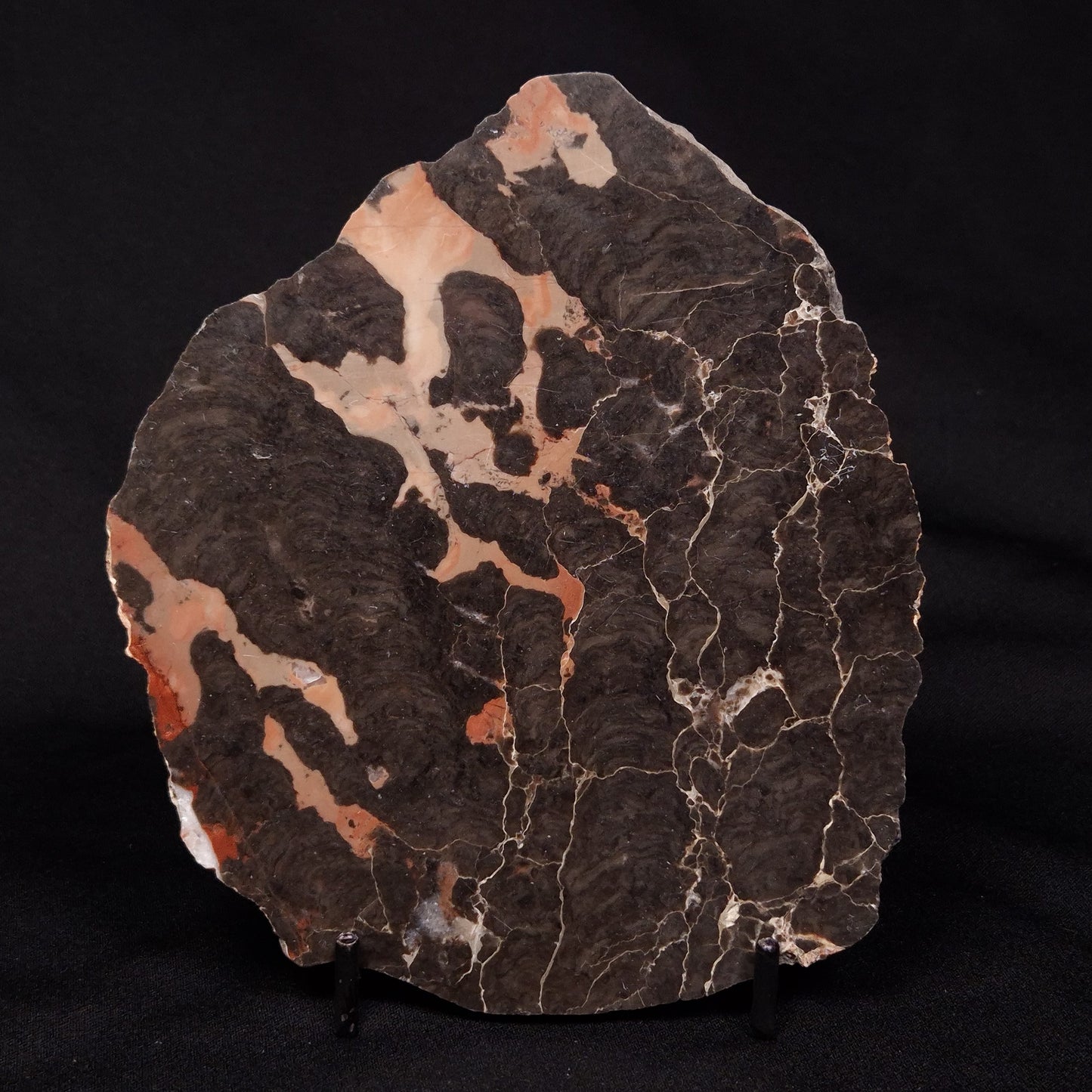 LINELLA AVIS STROMATOLITE, Proterozoic, Australia ZLA029
