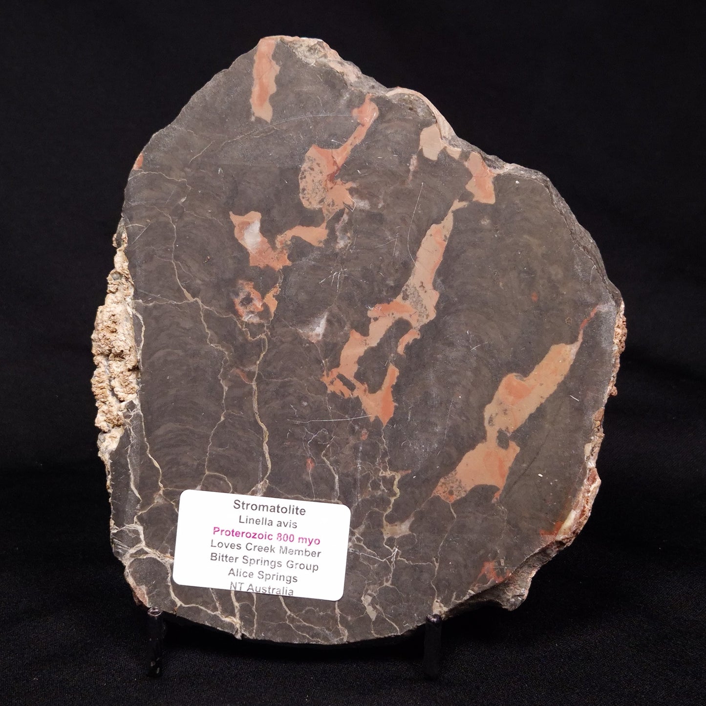 LINELLA AVIS STROMATOLITE, Proterozoic, Australia ZLA029