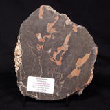 LINELLA AVIS STROMATOLITE, Proterozoic, Australia ZLA029
