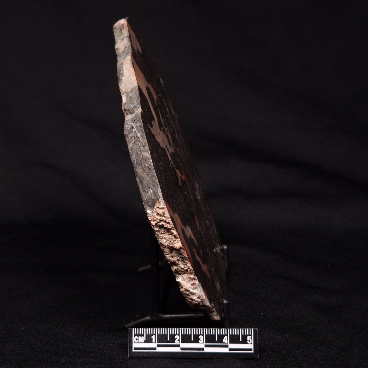 LINELLA AVIS STROMATOLITE, Proterozoic, Australia ZLA029