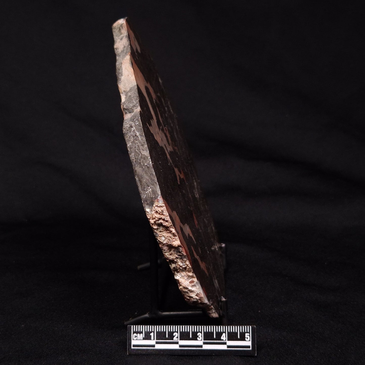LINELLA AVIS STROMATOLITE, Proterozoic, Australia ZLA029