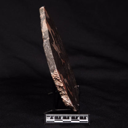 LINELLA AVIS STROMATOLITE, Proterozoic, Australia ZLA029
