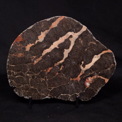 LINELLA AVIS STROMATOLITE, Proterozoic, Australia ZLA030