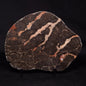 LINELLA AVIS STROMATOLITE, Proterozoic, Australia ZLA030