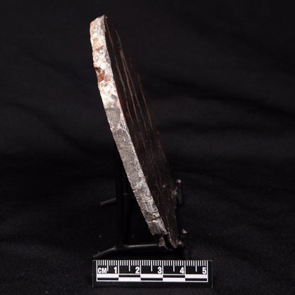 LINELLA AVIS STROMATOLITE, Proterozoic, Australia ZLA030