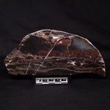 LINELLA AVIS STROMATOLITE, Proterozoic, Australia ZLA031