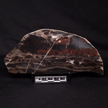 LINELLA AVIS STROMATOLITE, Proterozoic, Australia ZLA031