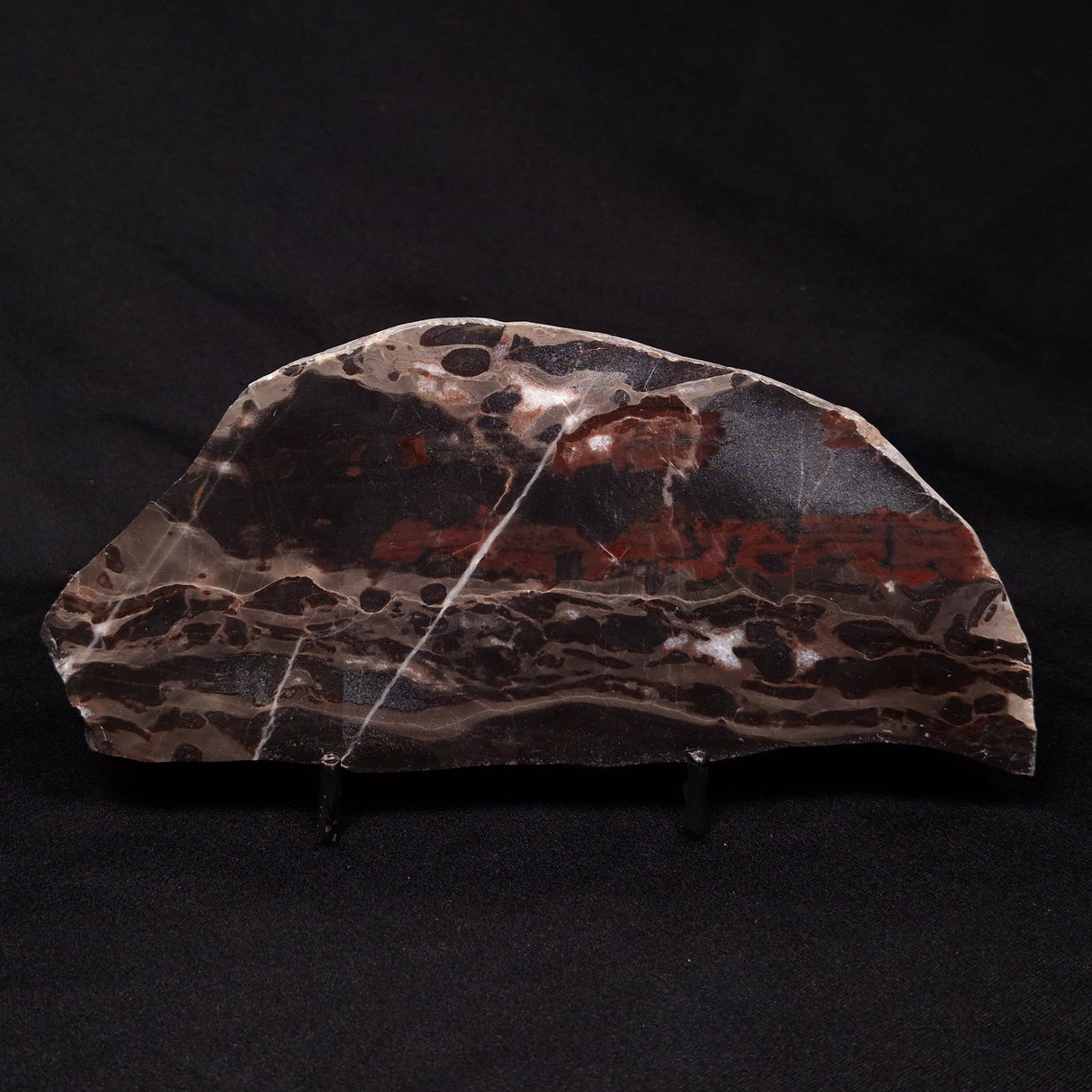 LINELLA AVIS STROMATOLITE, Proterozoic, Australia ZLA031