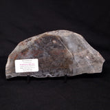 LINELLA AVIS STROMATOLITE, Proterozoic, Australia ZLA031
