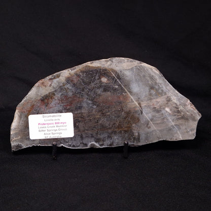 LINELLA AVIS STROMATOLITE, Proterozoic, Australia ZLA031
