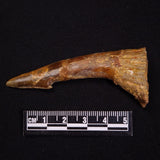 SAWFISH ROSTRAL BARB FOSSIL, Late Cretaceous, Morocco XSF014