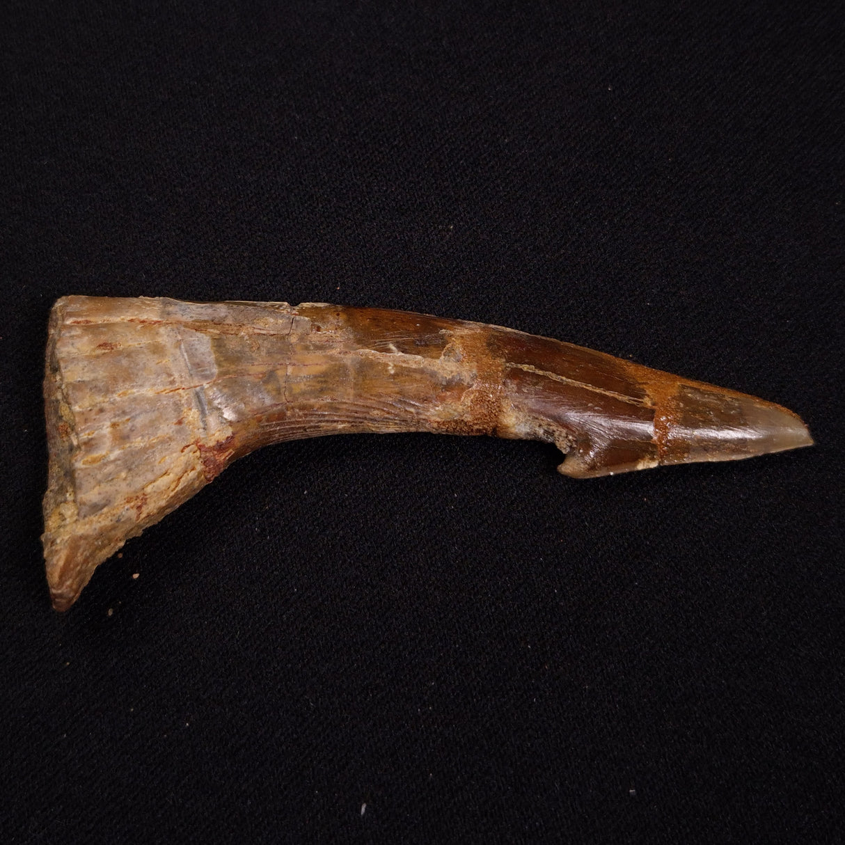 SAWFISH ROSTRAL BARB FOSSIL, Late Cretaceous, Morocco XSF014