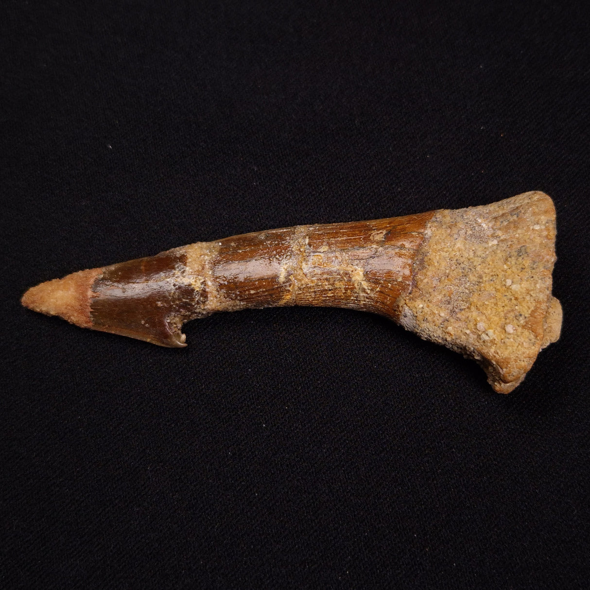 SAWFISH ROSTRAL BARB FOSSIL, Late Cretaceous, Morocco XSF015