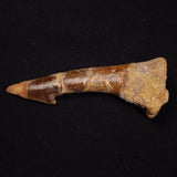 SAWFISH ROSTRAL BARB FOSSIL, Late Cretaceous, Morocco XSF015