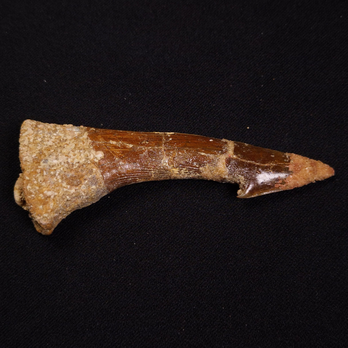 SAWFISH ROSTRAL BARB FOSSIL, Late Cretaceous, Morocco XSF015