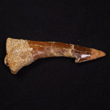 SAWFISH ROSTRAL BARB FOSSIL, Late Cretaceous, Morocco XSF015