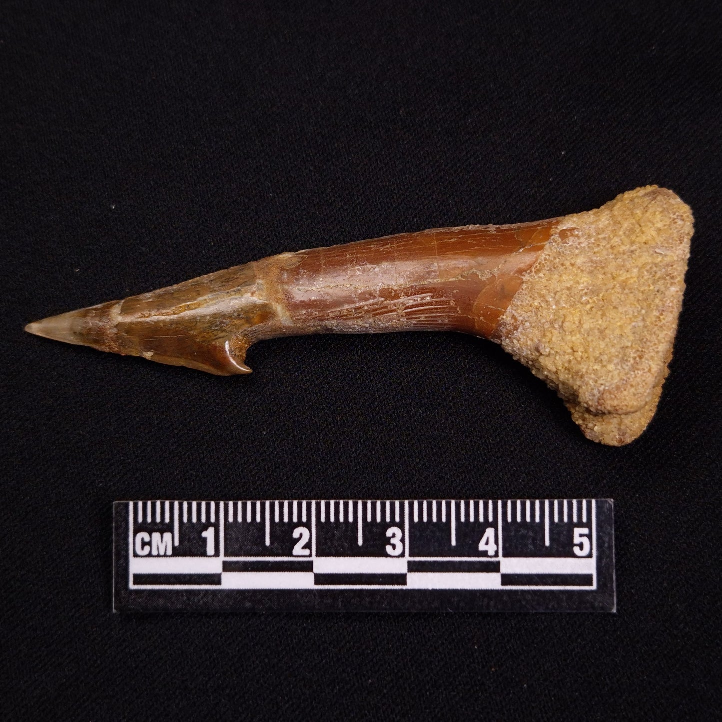 SAWFISH ROSTRAL BARB FOSSIL, Late Cretaceous, Morocco XSF016