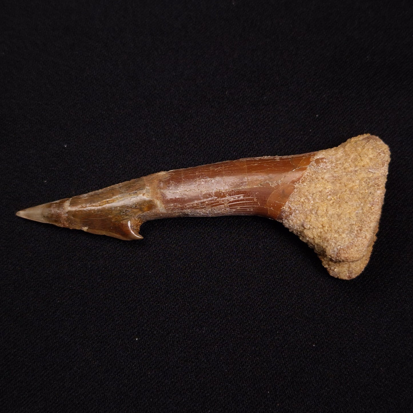 SAWFISH ROSTRAL BARB FOSSIL, Late Cretaceous, Morocco XSF016