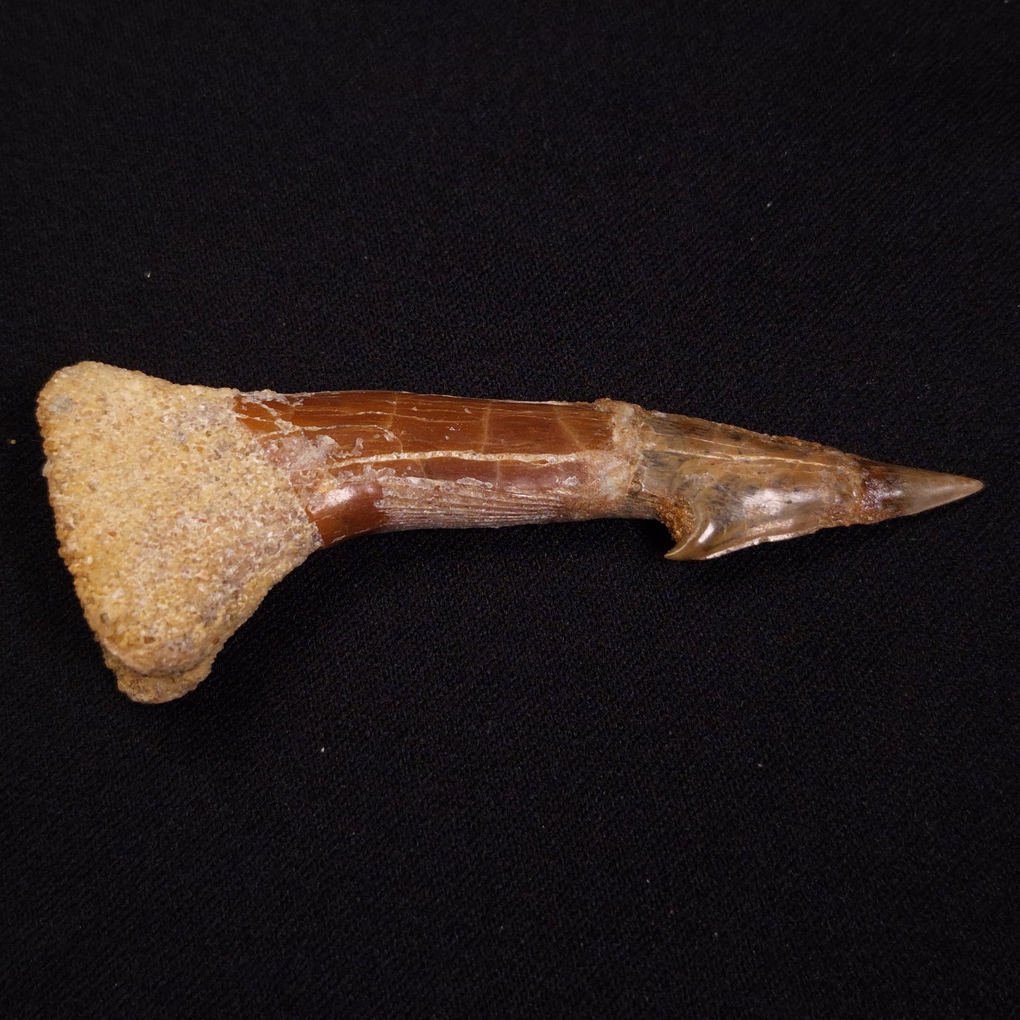 SAWFISH ROSTRAL BARB FOSSIL, Late Cretaceous, Morocco XSF016