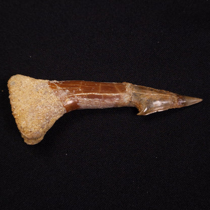 SAWFISH ROSTRAL BARB FOSSIL, Late Cretaceous, Morocco XSF016
