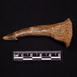 SAWFISH ROSTRAL BARB FOSSIL, Late Cretaceous, Morocco XSF017