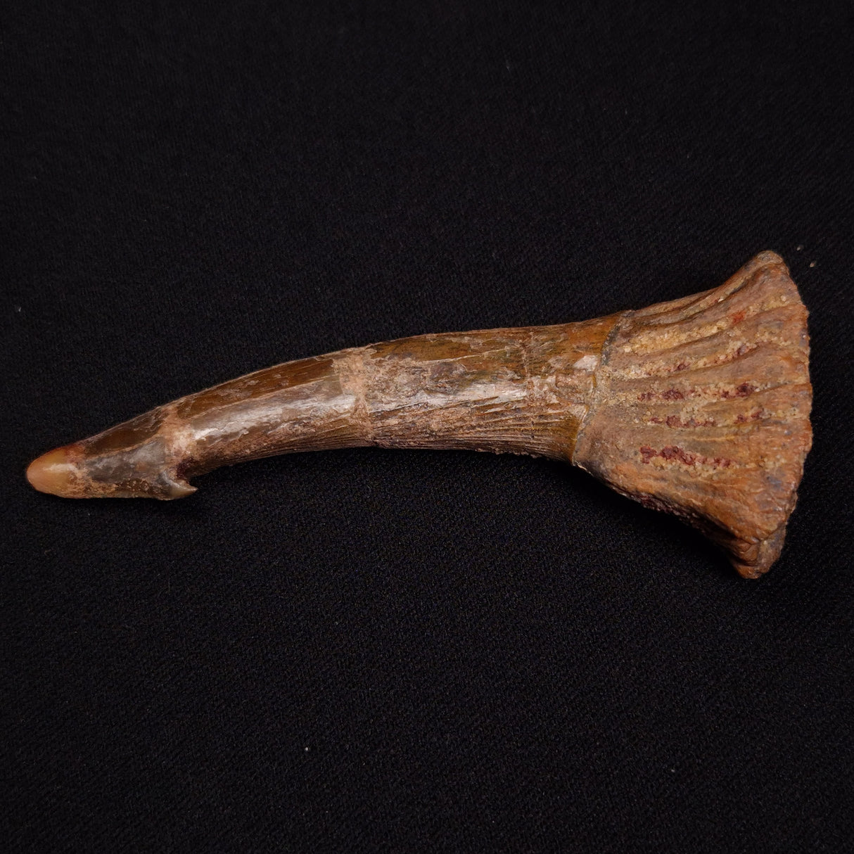 SAWFISH ROSTRAL BARB FOSSIL, Late Cretaceous, Morocco XSF017