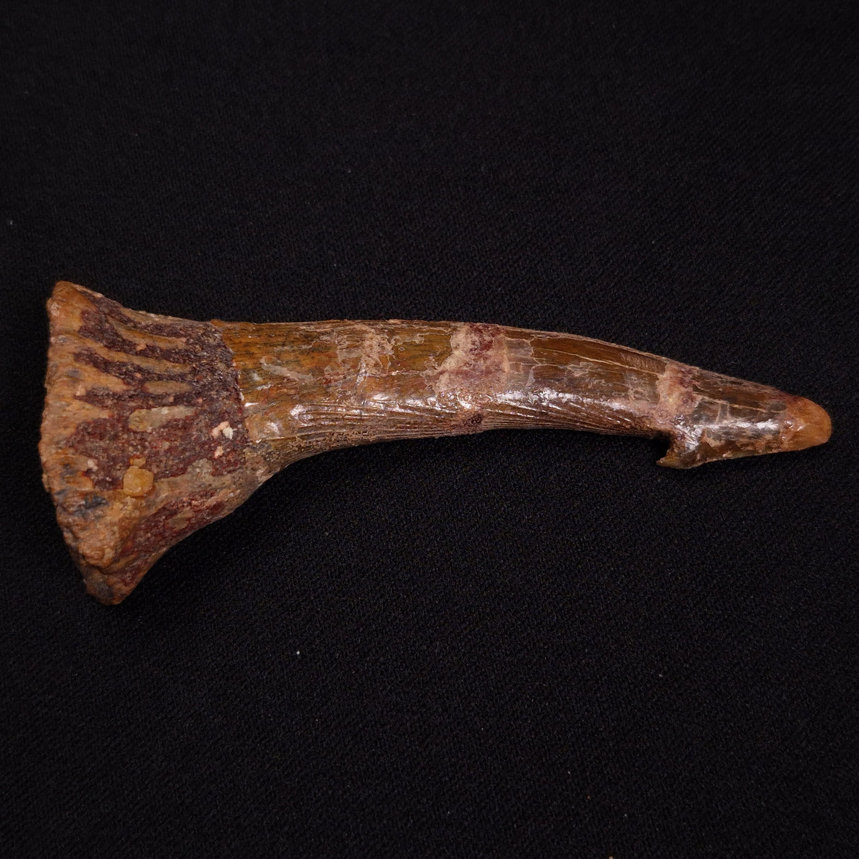 SAWFISH ROSTRAL BARB FOSSIL, Late Cretaceous, Morocco XSF017