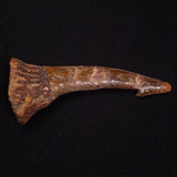 SAWFISH ROSTRAL BARB FOSSIL, Late Cretaceous, Morocco XSF017