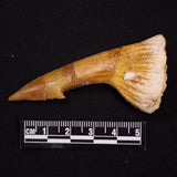 SAWFISH ROSTRAL BARB FOSSIL, Late Cretaceous, Morocco XSF018