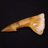 SAWFISH ROSTRAL BARB FOSSIL, Late Cretaceous, Morocco XSF018