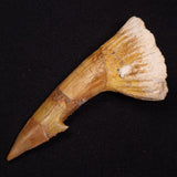 SAWFISH ROSTRAL BARB FOSSIL, Late Cretaceous, Morocco XSF018