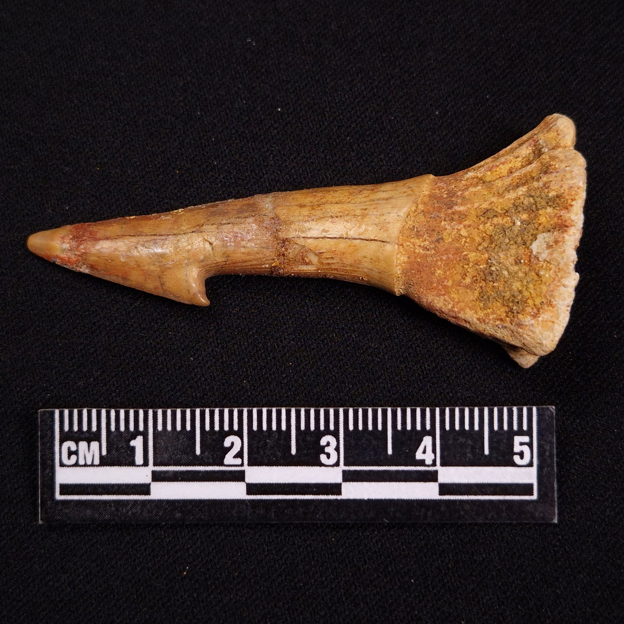 SAWFISH ROSTRAL BARB FOSSIL, Late Cretaceous, Morocco XSF019