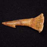 SAWFISH ROSTRAL BARB FOSSIL, Late Cretaceous, Morocco XSF019
