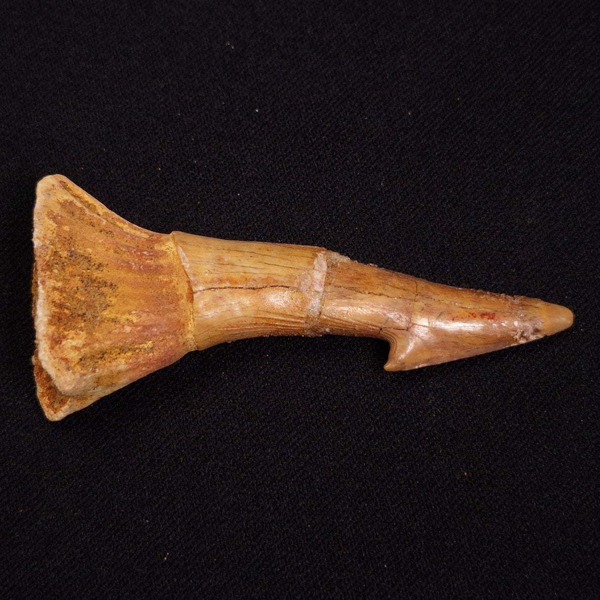SAWFISH ROSTRAL BARB FOSSIL, Late Cretaceous, Morocco XSF019