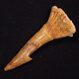 SAWFISH ROSTRAL BARB FOSSIL, Late Cretaceous, Morocco XSF019