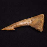 SAWFISH ROSTRAL BARB FOSSIL, Late Cretaceous, Morocco XSF020
