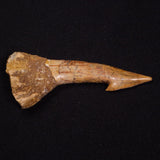 SAWFISH ROSTRAL BARB FOSSIL, Late Cretaceous, Morocco XSF020